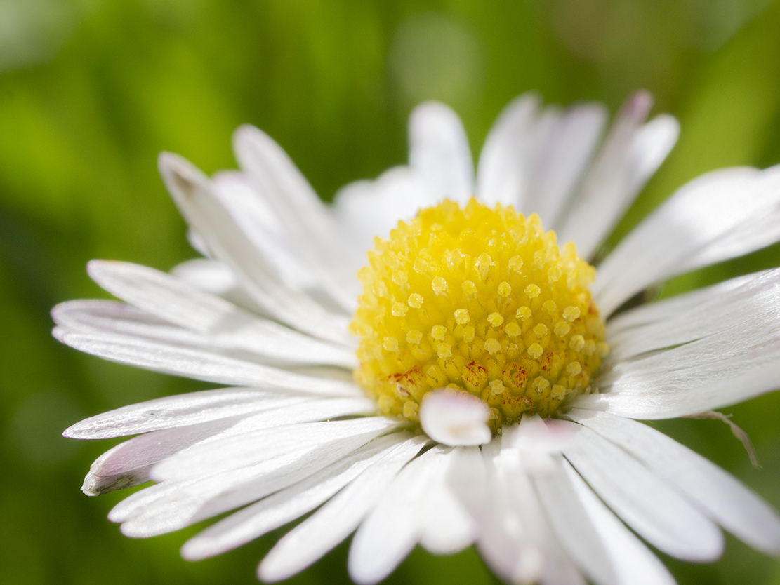 IMAGES\Madelief (bellis perennis)\P1280176_sm.jpg